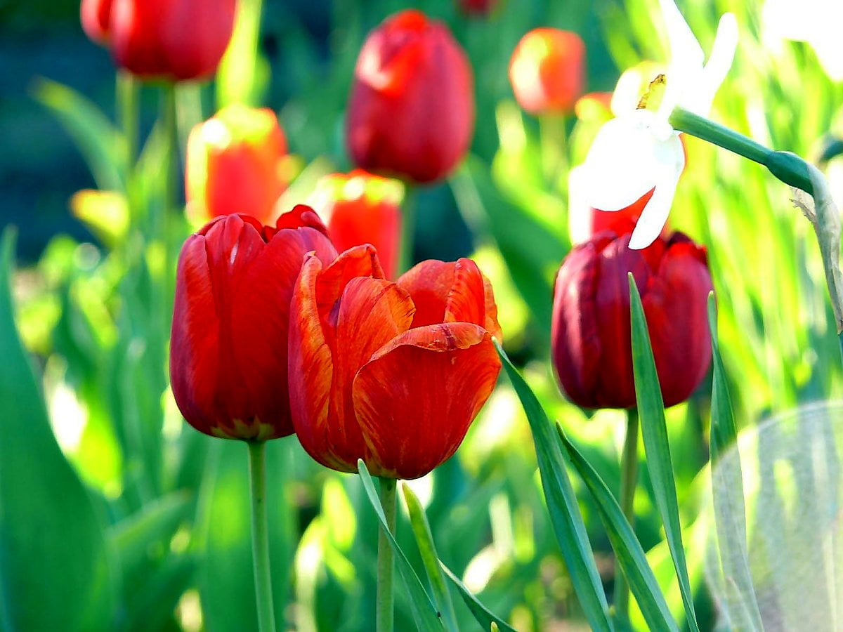 Flowers, tulip, petal, spring, bud : free wallpaper 1600x1200