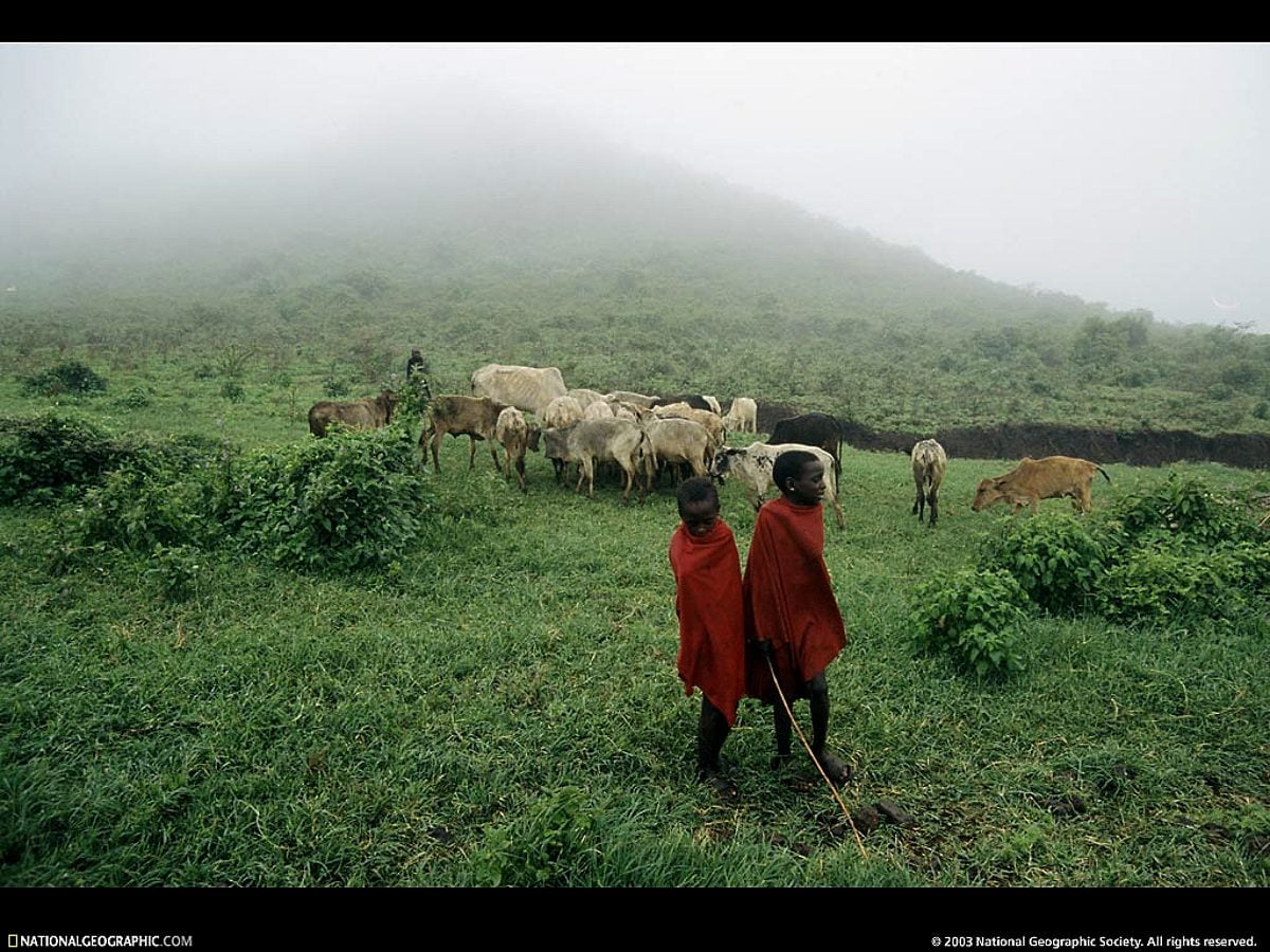 Troupeau de bétail debout sur un champ vert luxuriant / image pour fond d'écran 1024x768