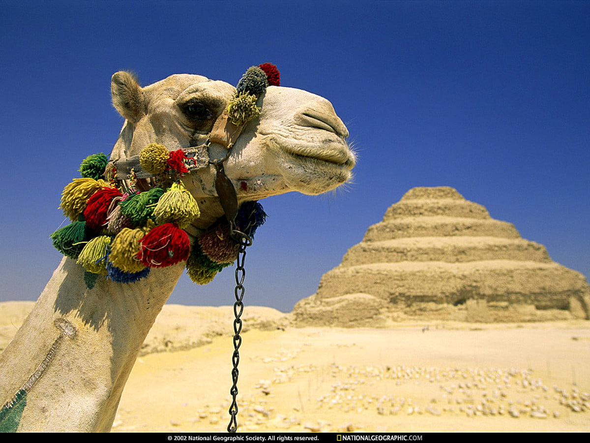 Background image : camel, National Geographic, places with soul, Nat Geo, arabian camel (Pyramid of Djoser, Saqqara, Egypt)