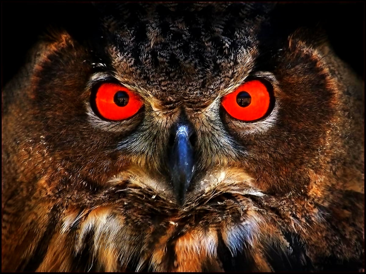 Owl, bird, bird of prey, animals, eastern screech owl - free backgrounds