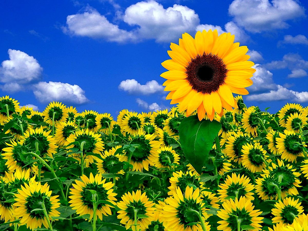 Sunflower Wallpapers Free HD Download 500 HQ  Unsplash