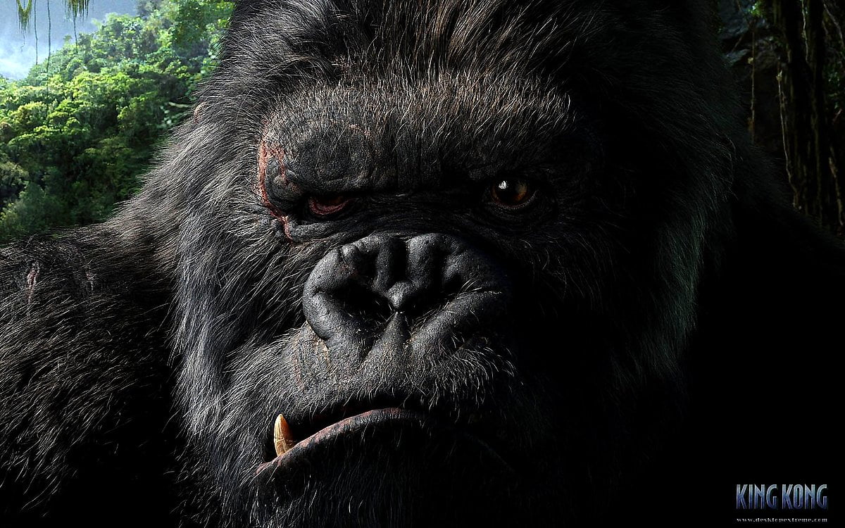 Fond d'écran : animaux, primate, singe, noirs, chimpanzé (scène du film "King Kong") 1920x1200