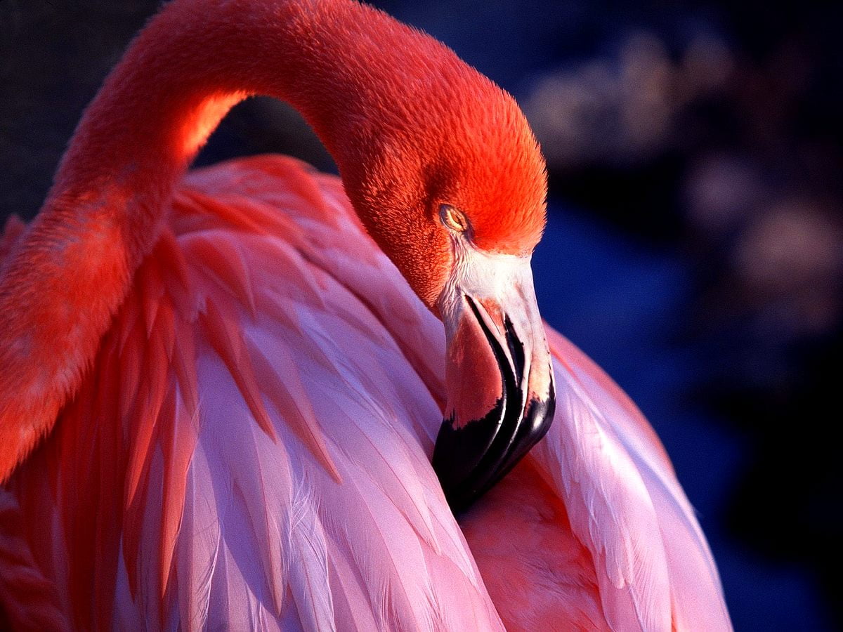 Bird perched on flamingo - HD background