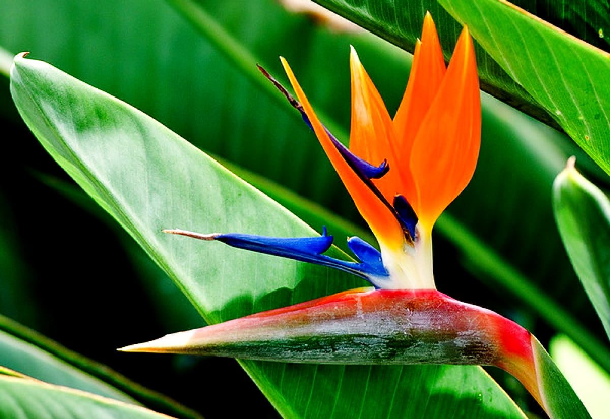 s-p-taustakuva-strelitzia-paratiisin-lintu-kukat-lataa-ilmaisia-kuvia