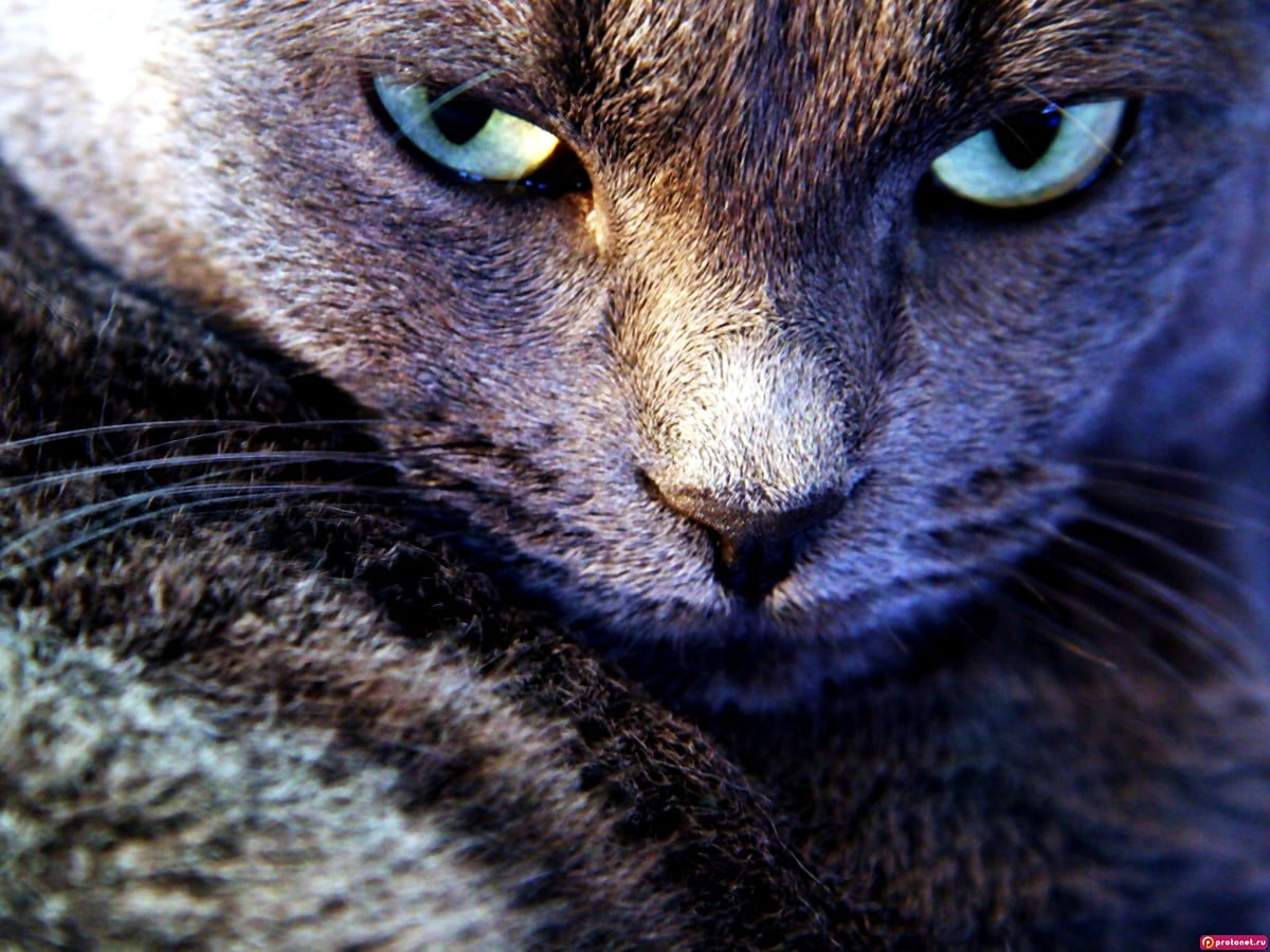 Chats, animaux, yeux, chat domestique, gris / HD image d'arrière-plan