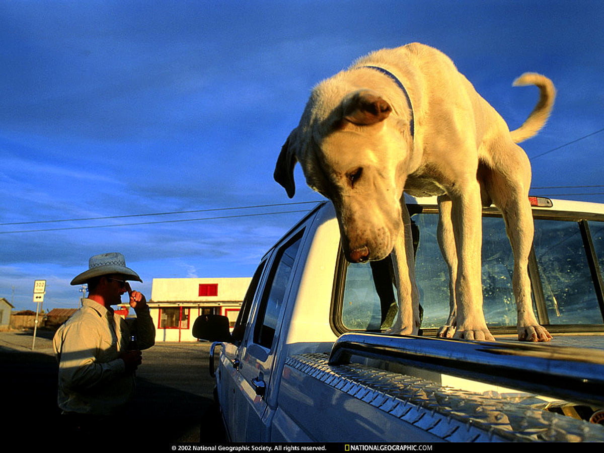 Dog standing on car : HD wallpaper