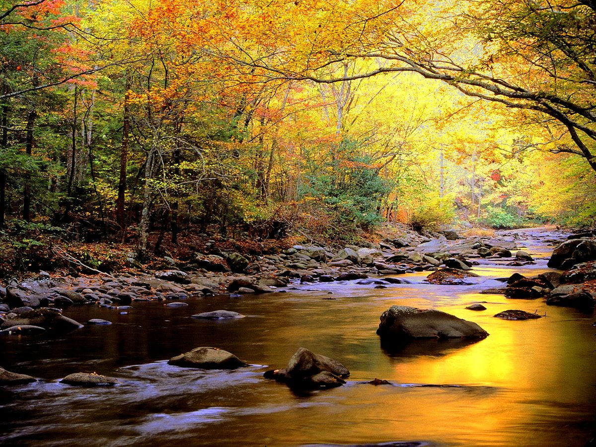 Foto de fondo de pantalla simple Paisaje De Otoño, Naturaleza, Arroyo ...