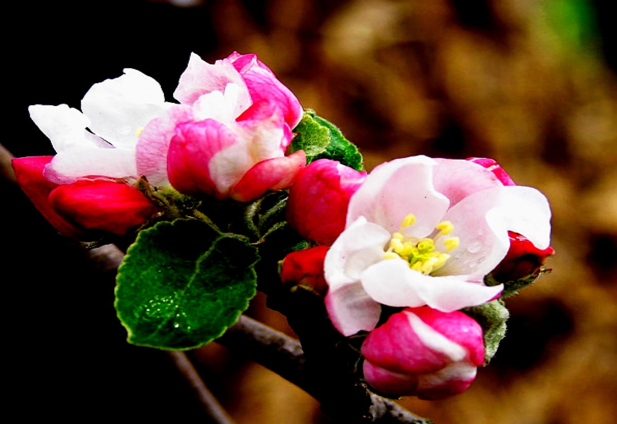 Flowers, spring, petal, pink, rose ()