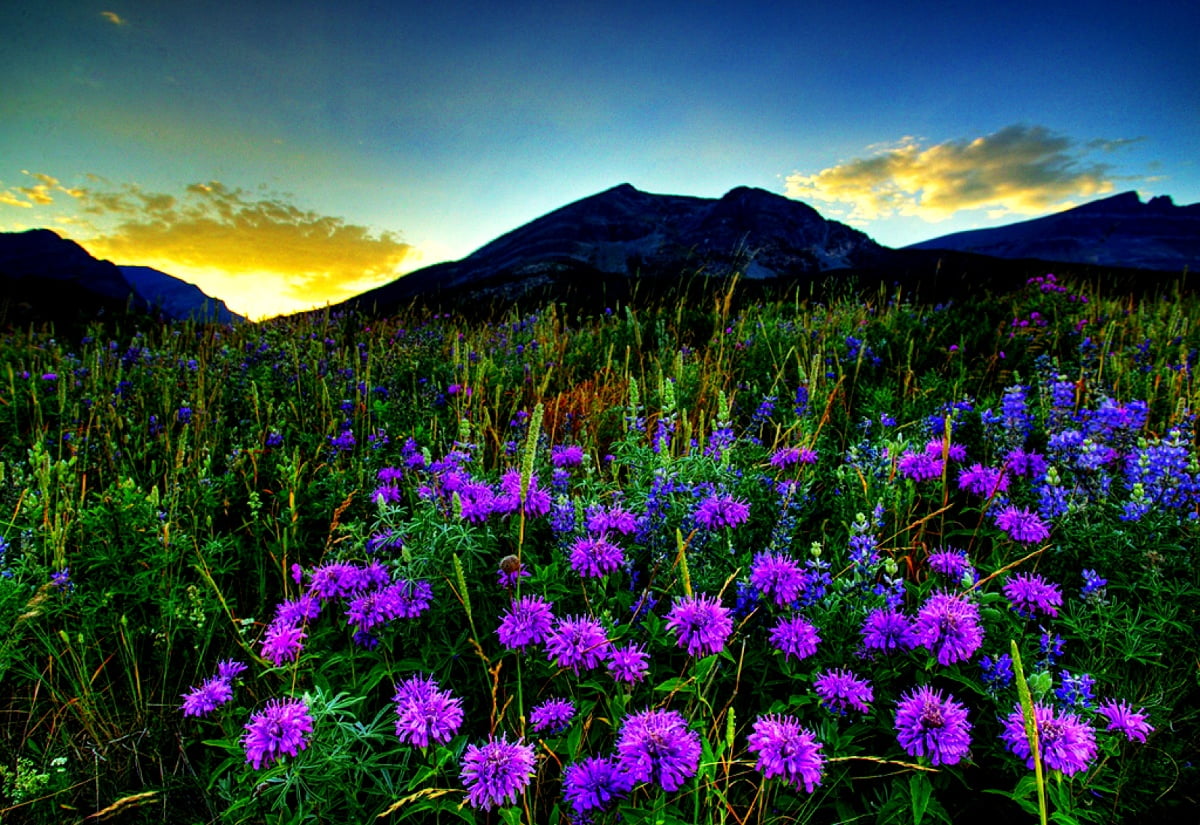 Bakgrunnsbilde Natur Blomster Fjell Topp Gratis Bakgrunnsbilder