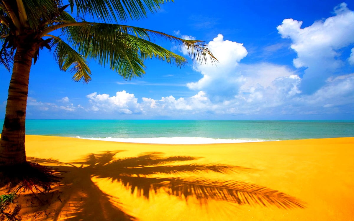 Beach with palm tree in front of ocean — HD wallpaper 1600x1000