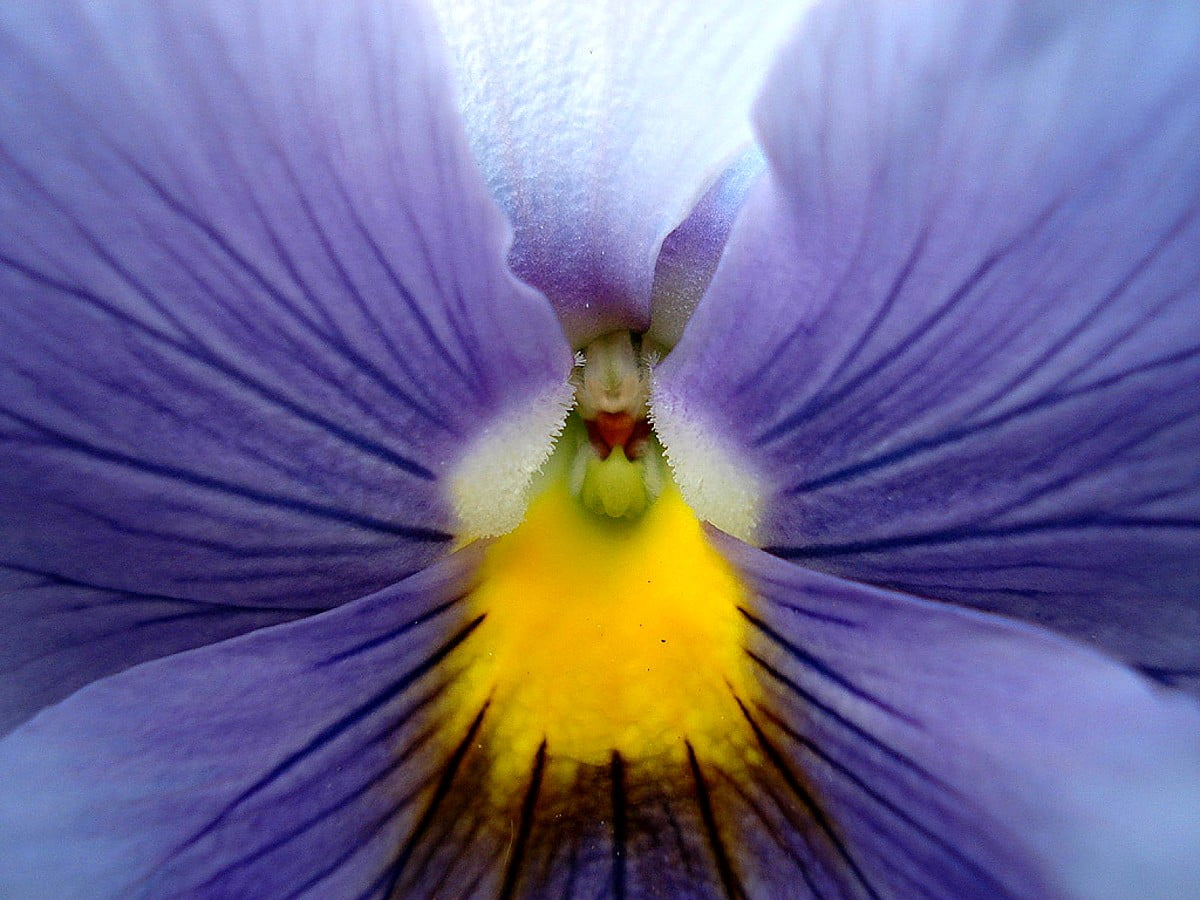Background Photo Flowers Petal Purple Best Free Download Images
