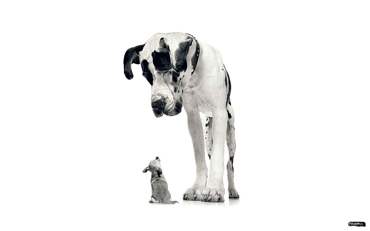dogs-animals-great-dane-guard-dog-wallpaper.jpg