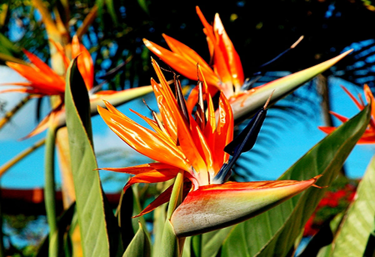 Fleurs, Strelitzia, oiseau de paradis, oiseau, Heliconia / gratuit image pour fond d'écran 1600x1100