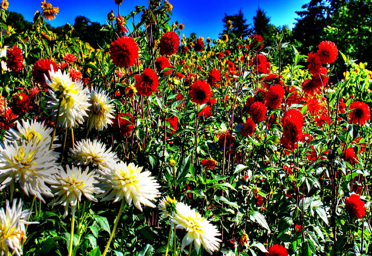 20-fonds-d-cran-dahlia-hd-t-l-charger-gratuitement