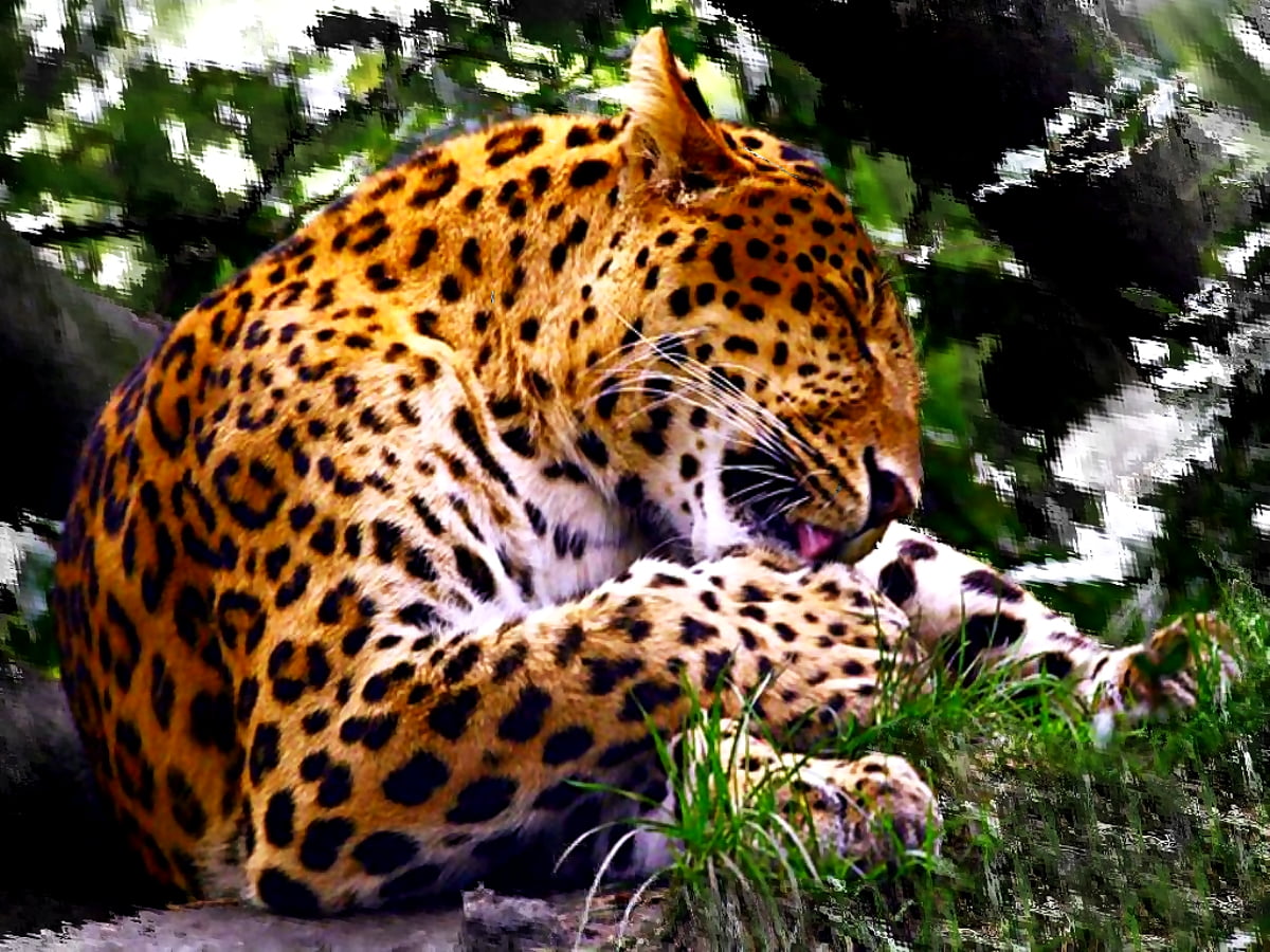 Chat couché sur le léopard : image pour fond d'écran