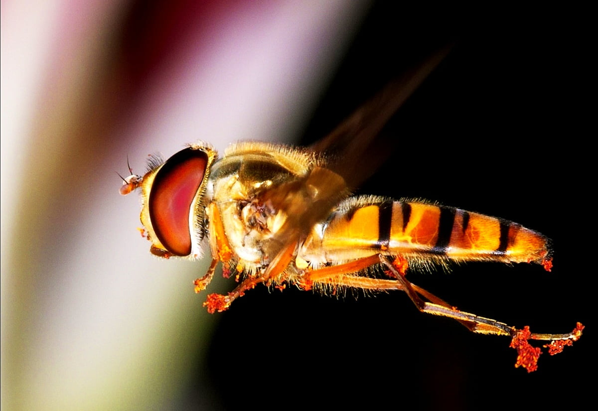 hornet-taustakuvat-hd-lataa-ilmaiset-taustakuvat