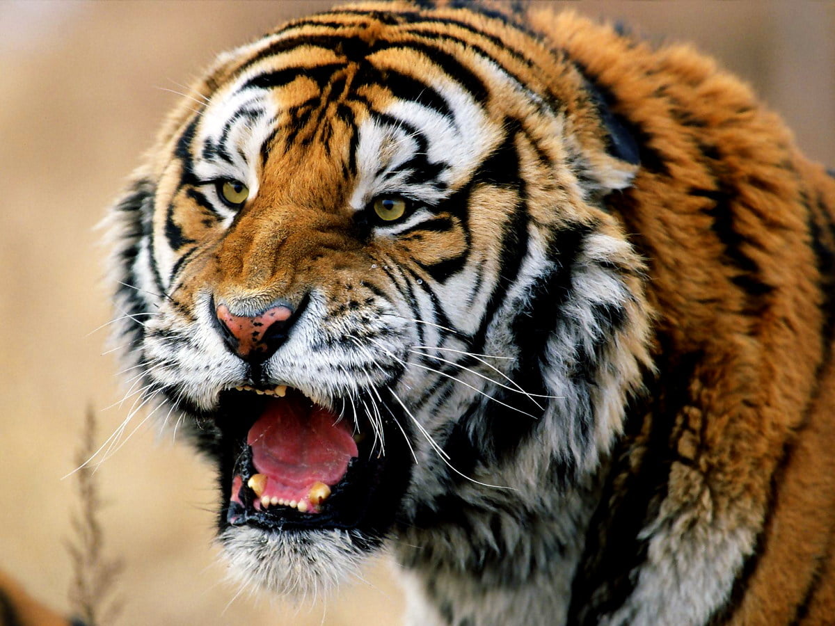 Tigre avec sa bouche ouverte — fond d'écran (1600x1200)