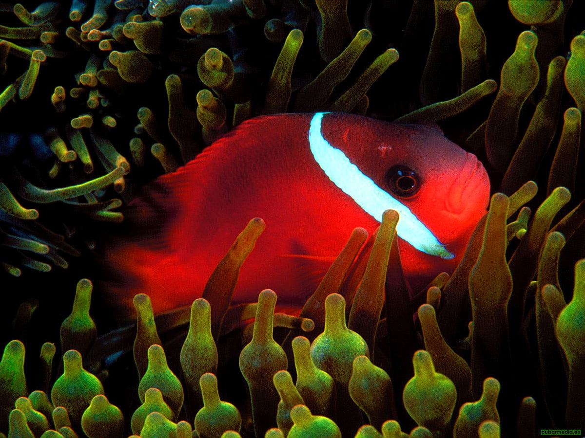 Image pour fond d'écran — poisson coloré