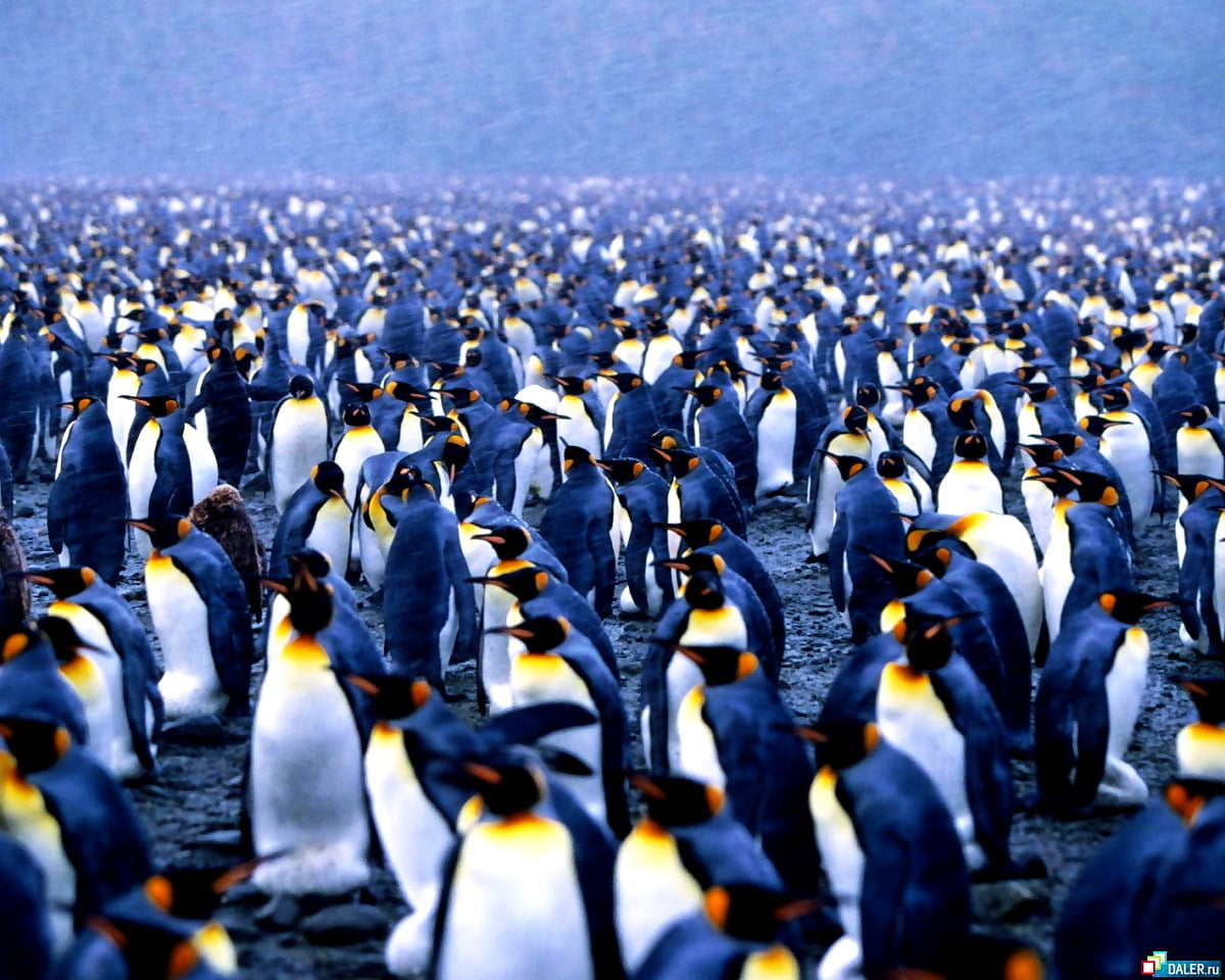 Pengu Backrounds 50+ Penguin backgrounds HD ๐ฅ Download Free wallpapers