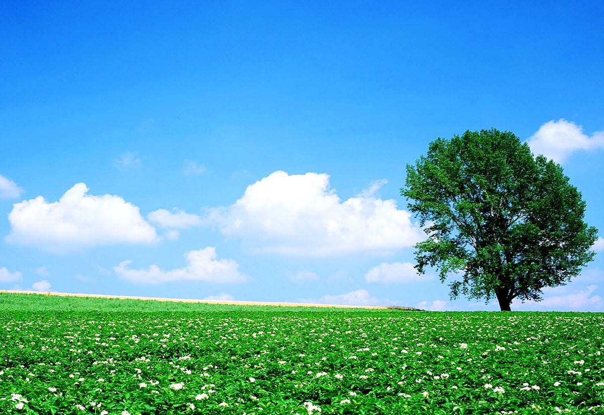 Wallpaper - large green field and trees (Japan)