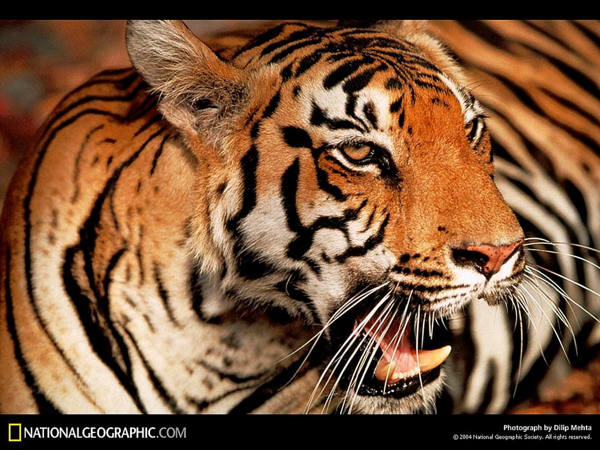 Wallpaper - tiger, Nat Geo, National Geographic, wildlife, bengal tiger