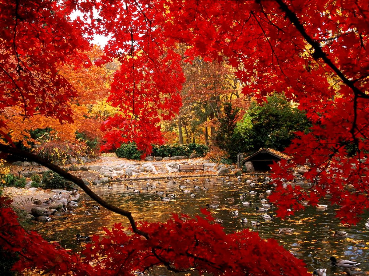 Image pour fond d'écran — arbre rouge en forêt