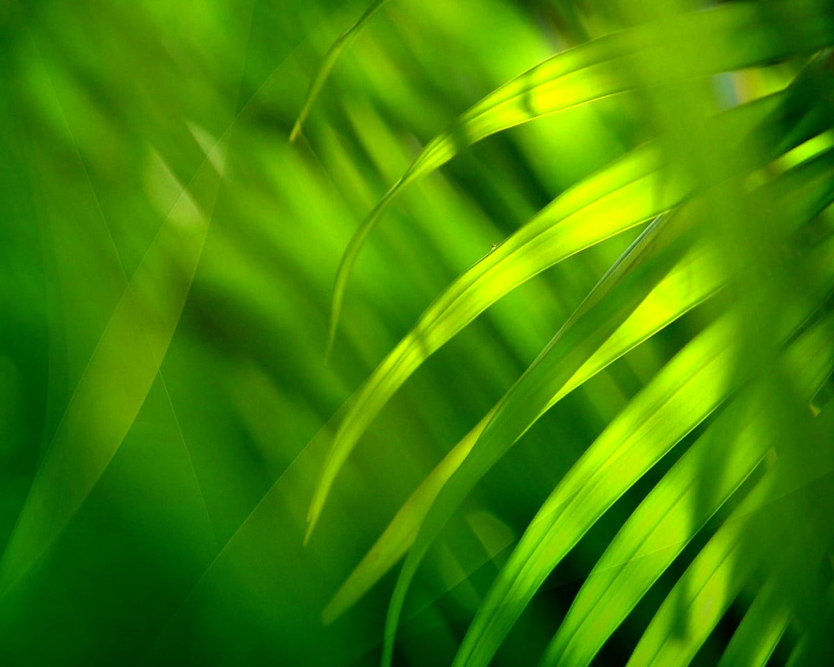 Windows bilde til bakgrunn Grønne, Natur, Foss | Gratis bakgrunnsbilder