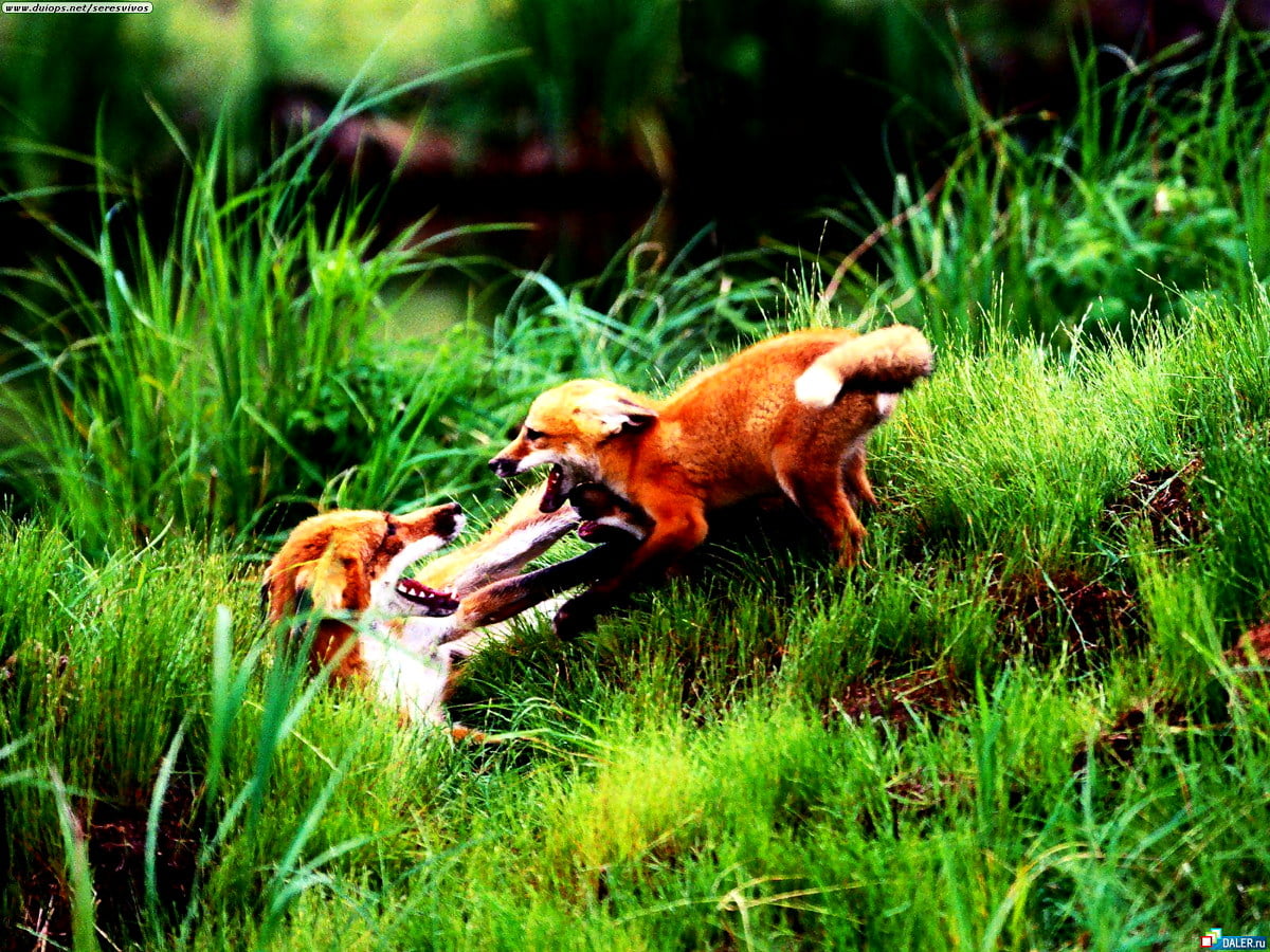 taustakuva-kettu-punainen-kettu-el-imet-parhaat-ilmaiset-taustakuvat