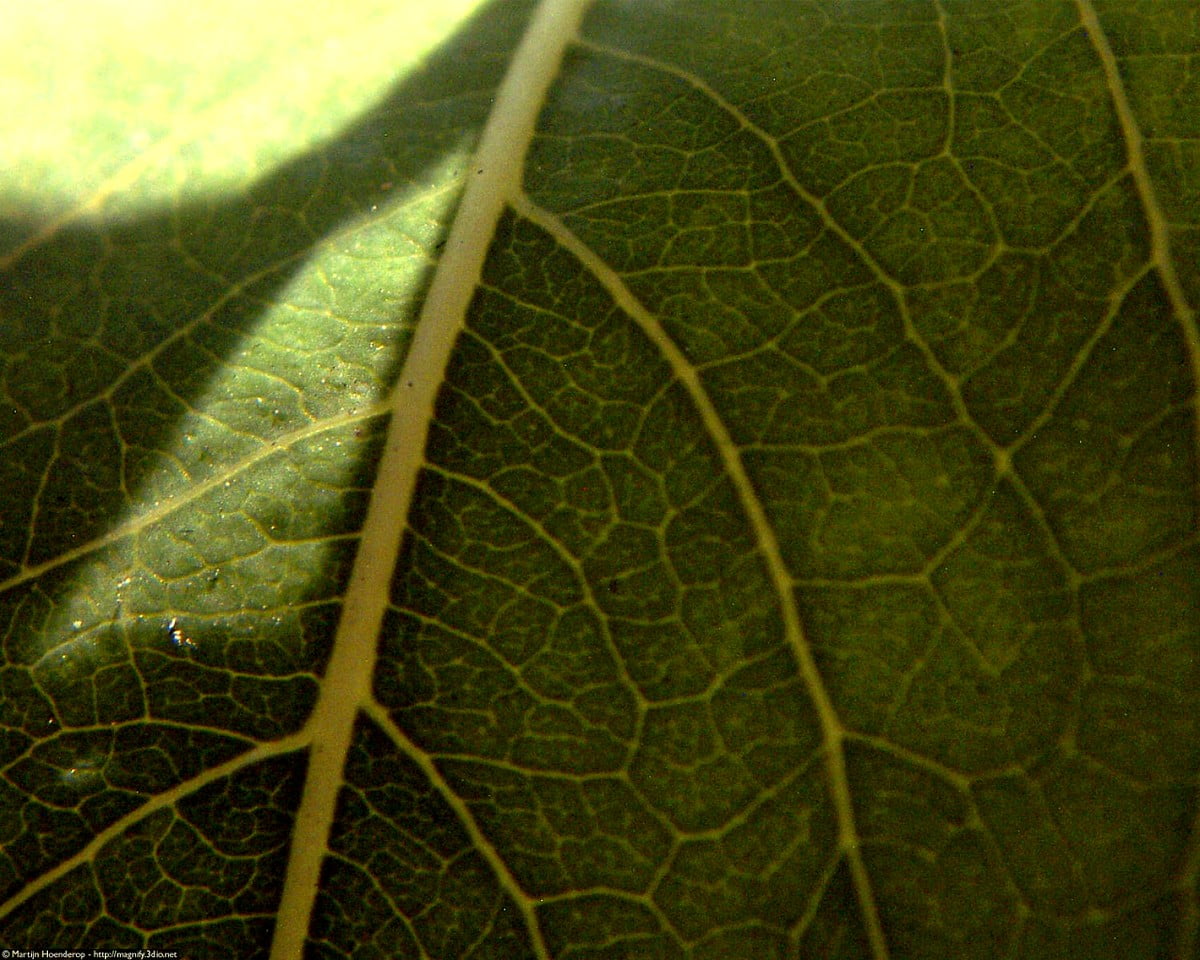 Green leaf - free background image 1500x1200