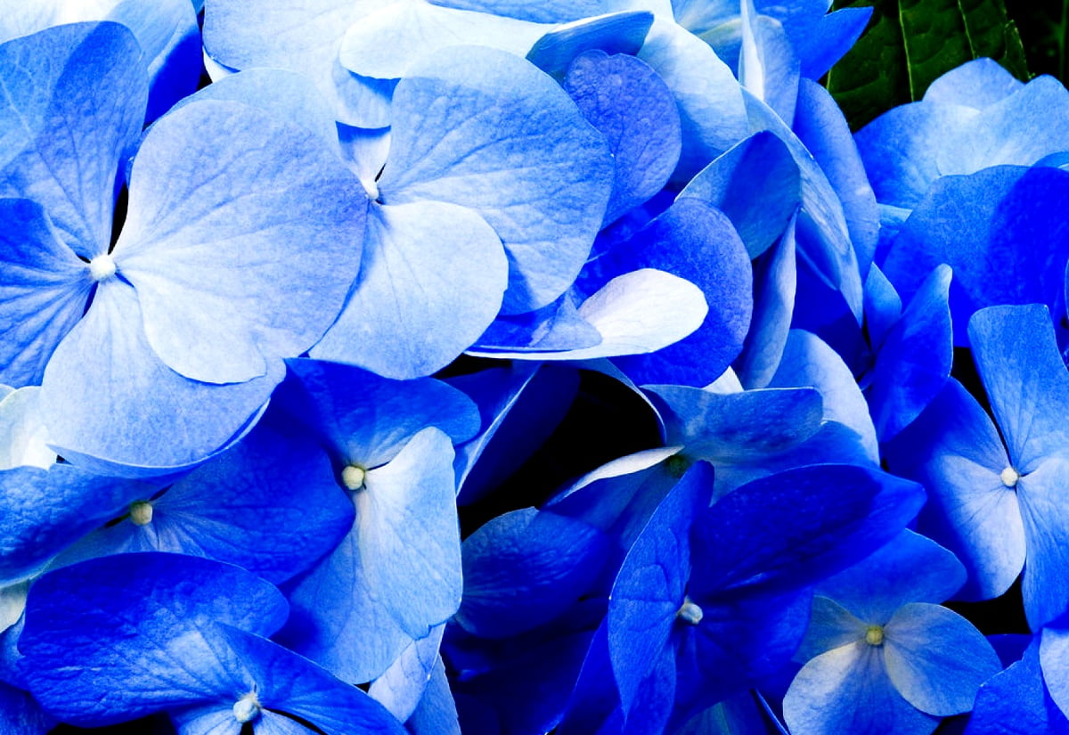 Flowers, blue, blossom, petal, hydrangea - free background image 1600x1100