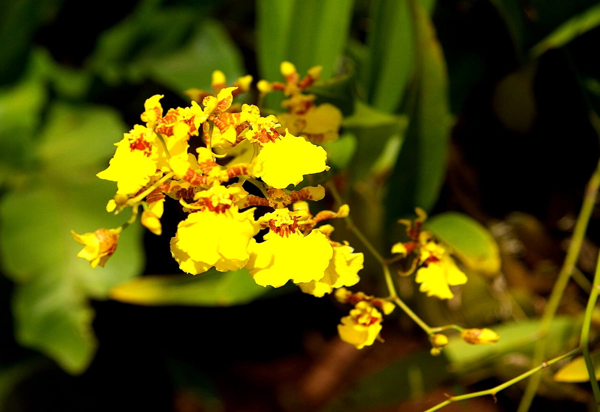Flowers, orchid, flora, yellow, petal — free HD wallpapers