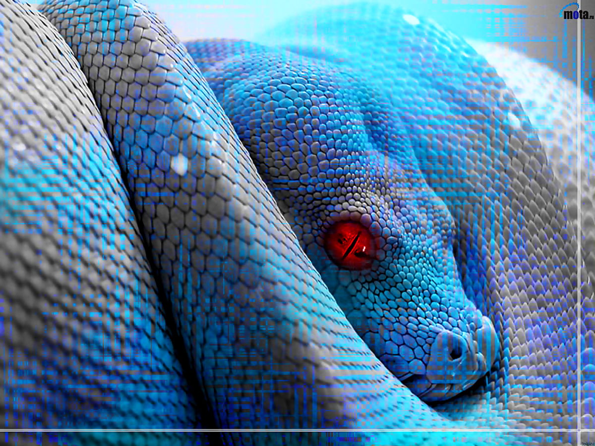 : serpent, animaux, reptile, poisson, engrener