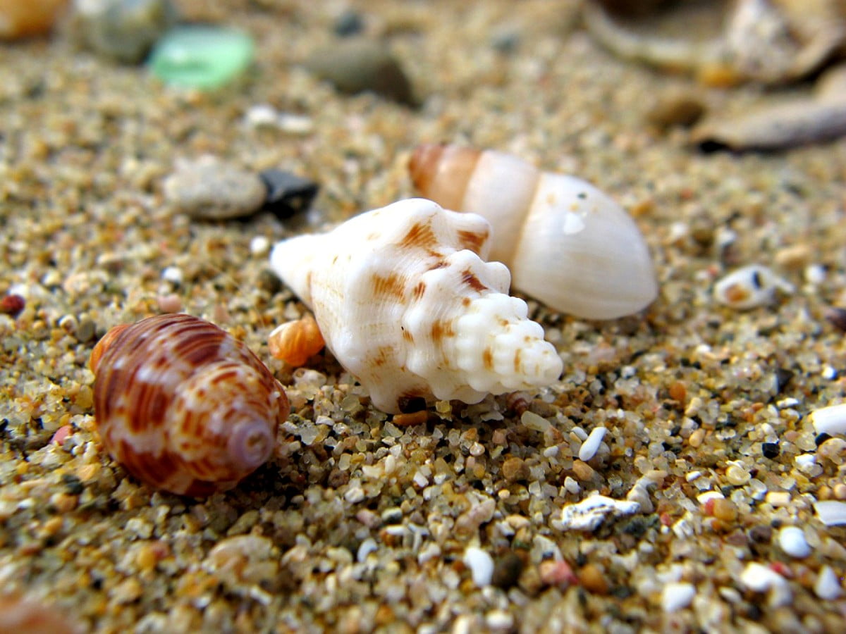 1600x1200 background image / shell, geography cone, reef, shellfish, sand