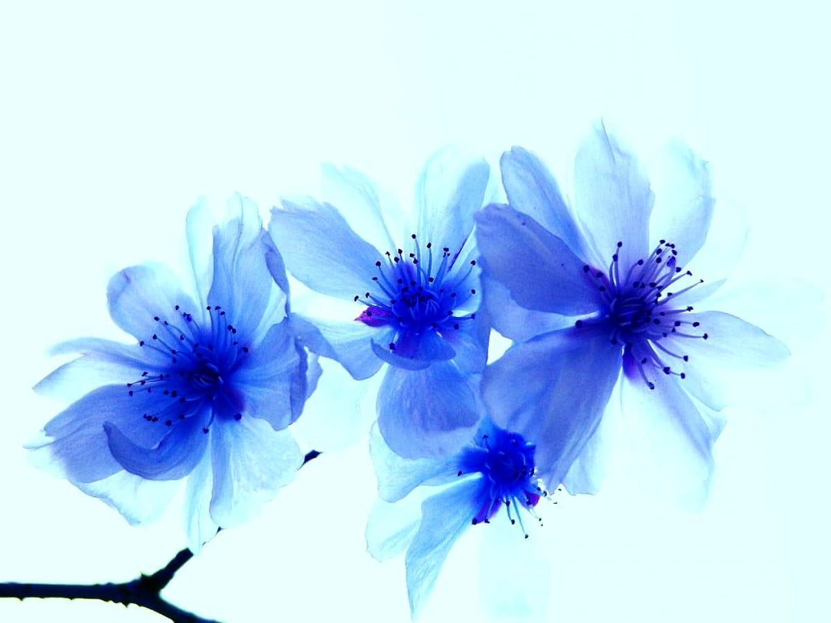 Bleus, fleur macro, fleurs, pétale, flore - gratuit fond d'écran