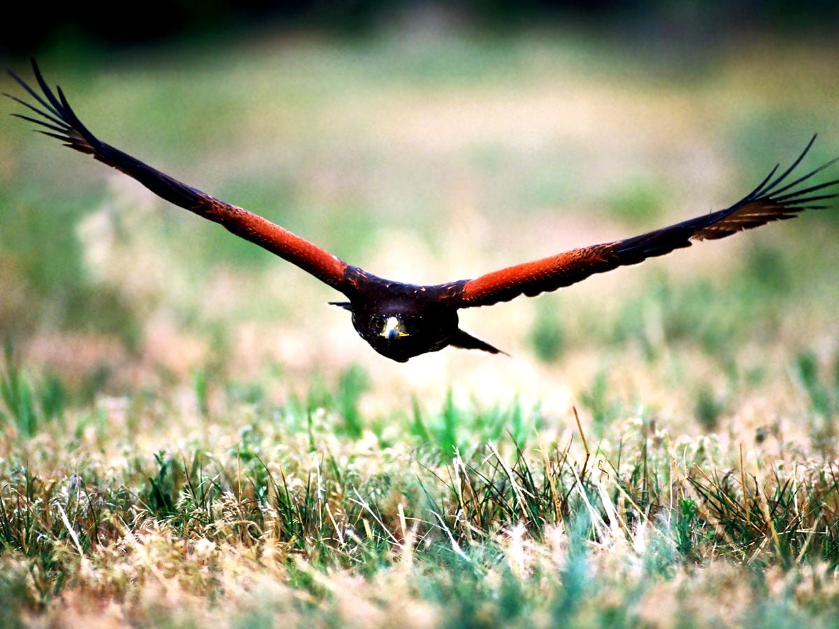 Northern harrier wallpapers HD | Download Free backgrounds
