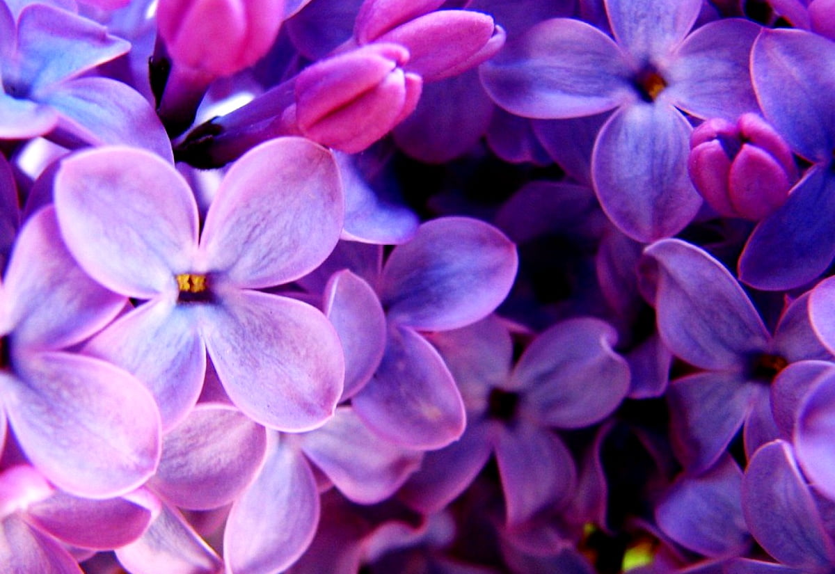 190 Fonds D cran Lilas HD T l charger Gratuitement 190 Fonds D cran Lilas HD T l charger Gratuitement