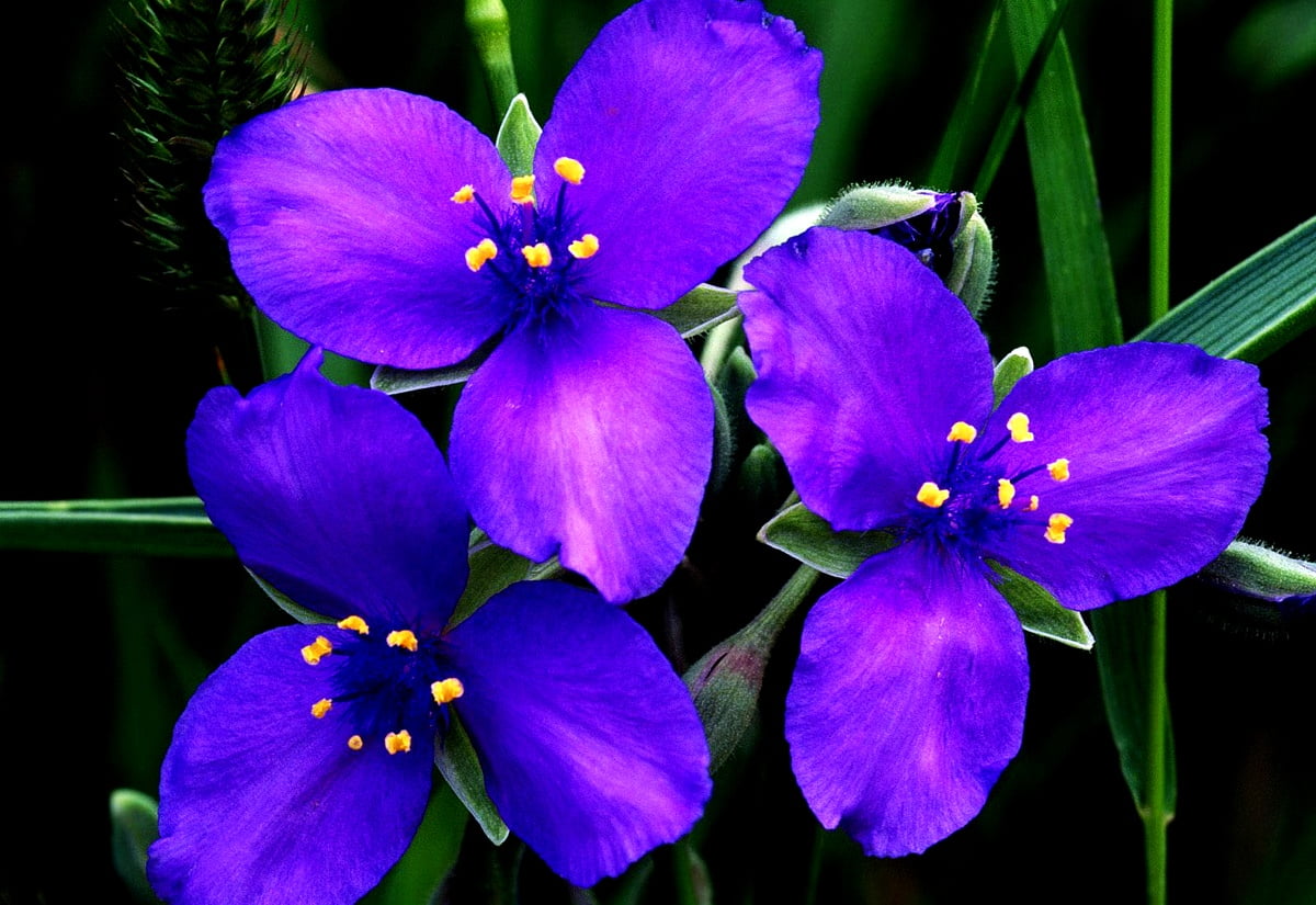 : flower mosaic, flowers, bluejacket, petal, flora