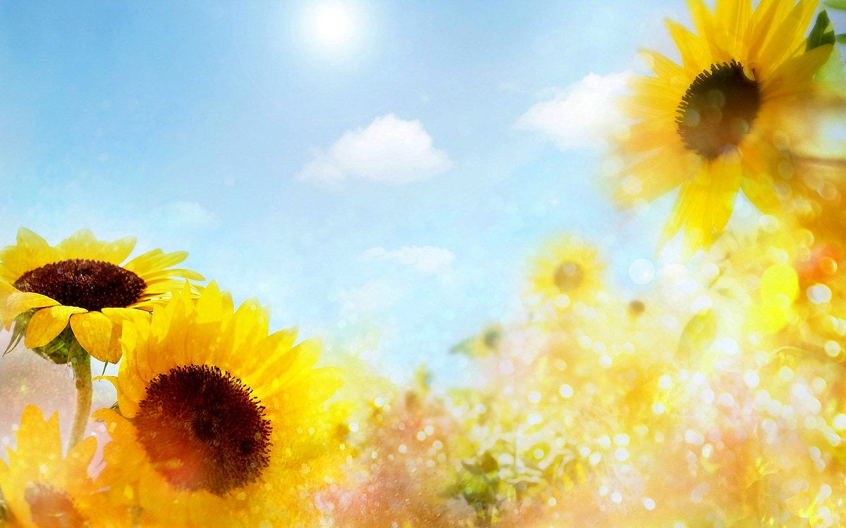 1920x1200 background image / flowers, sunflower, yellow, petal, painting