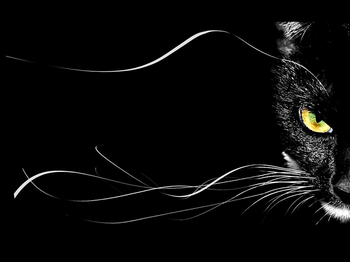 Discover more than 79 black cat desktop wallpaper latest - 3tdesign.edu.vn