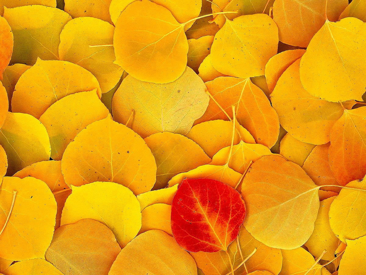 Paysage d'automne, papiers peints jaunes, pétale, oranges, fruits — gratuit image d'arrière-plan 1600x1200
