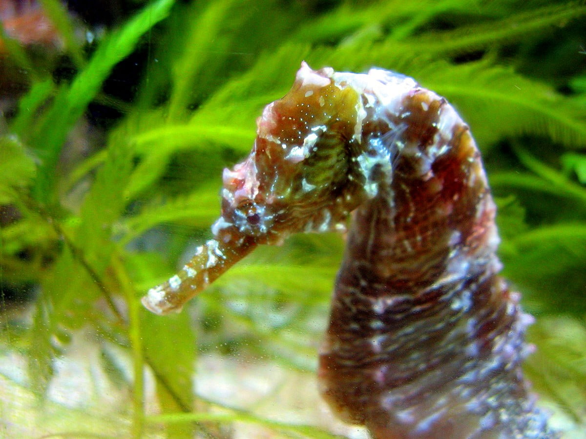 Hippocampe, hippocampe du nord, poisson, insectes, aquarium - gratuit photo pour fond d'écran 1600x1200