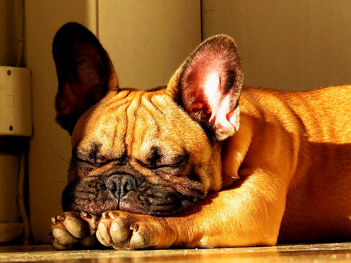 Fonds D cran Bouledogue HD T l charger Gratuitement