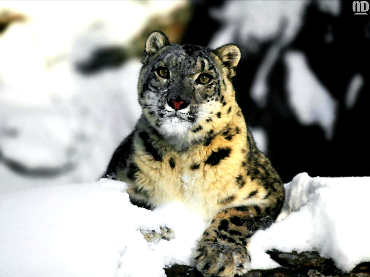 Cat on leopard : HD wallpaper