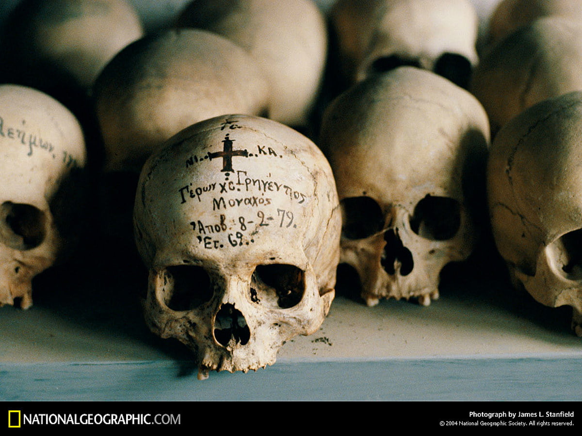 Free wallpaper / National Geographic, skull, Nat Geo, bone, animals (1024x768)