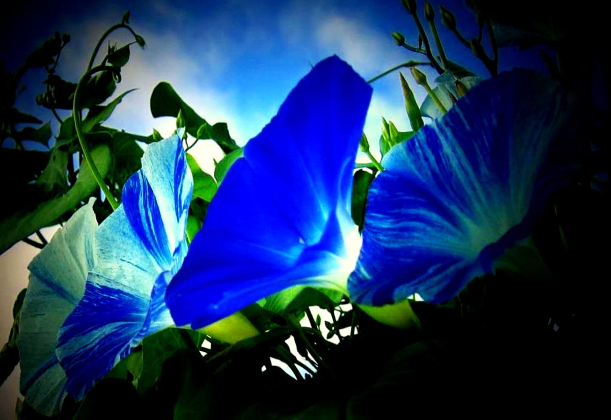Fleurs fantastiques, bleus, nature, fleurs, plage lune : HD fond d'écran