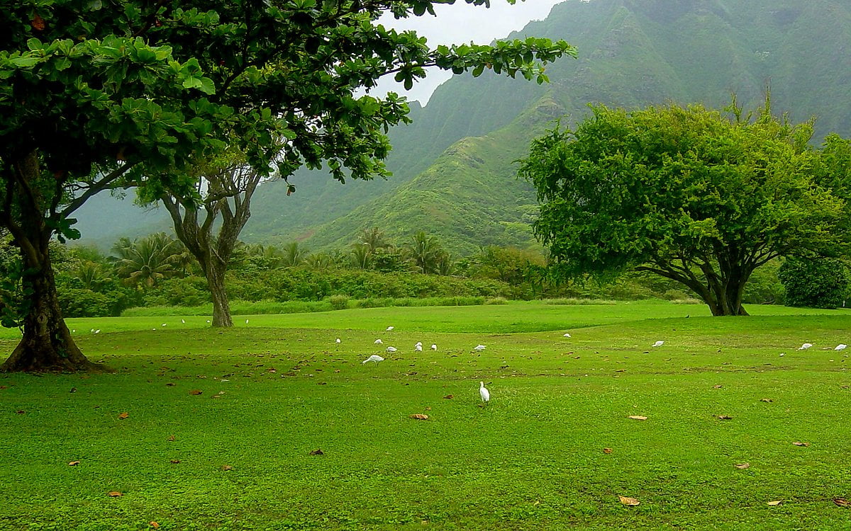 Volée de mouettes debout sur un champ vert luxuriant : images de fond