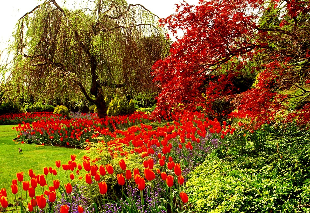 30 Fonds D cran Jardin Botanique HD T l charger Gratuitement 30-fonds-d-cran-jardin-botanique-hd-t-l-charger-gratuitement