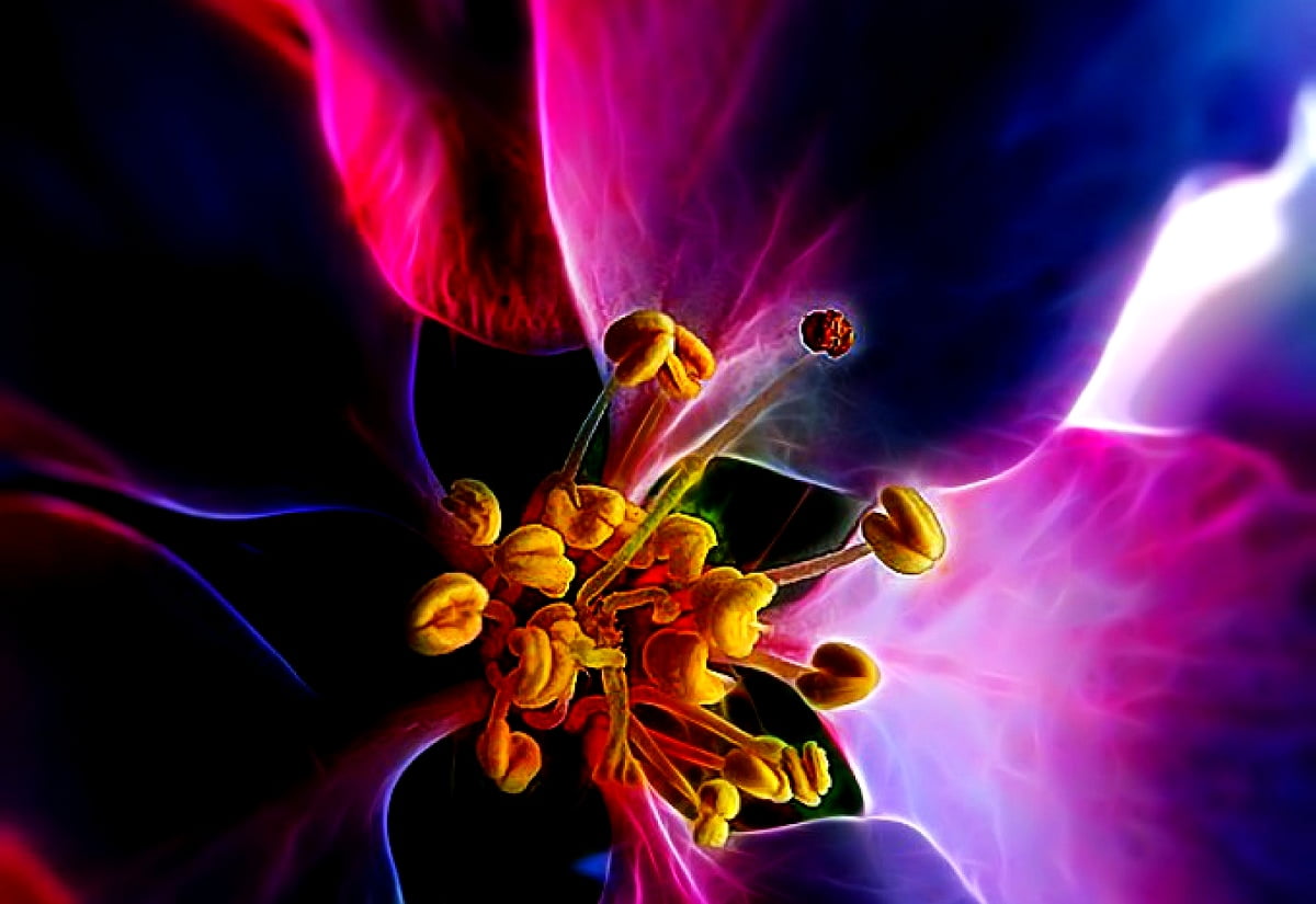 Tropical flowers, petal, nature, flowers, purple — backgrounds
