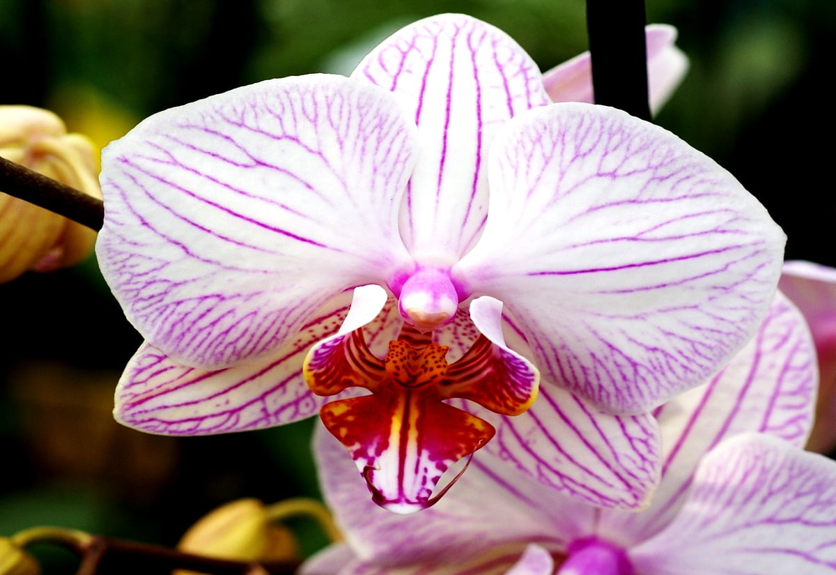 30+ Christmas orchid wallpapers HD | Download Free backgrounds