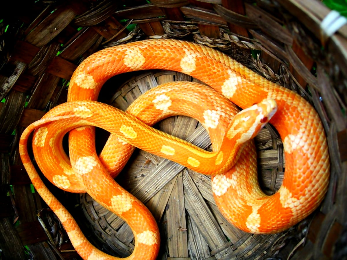Serpent, reptile, animaux, boa, orange - images d'arrière-plan